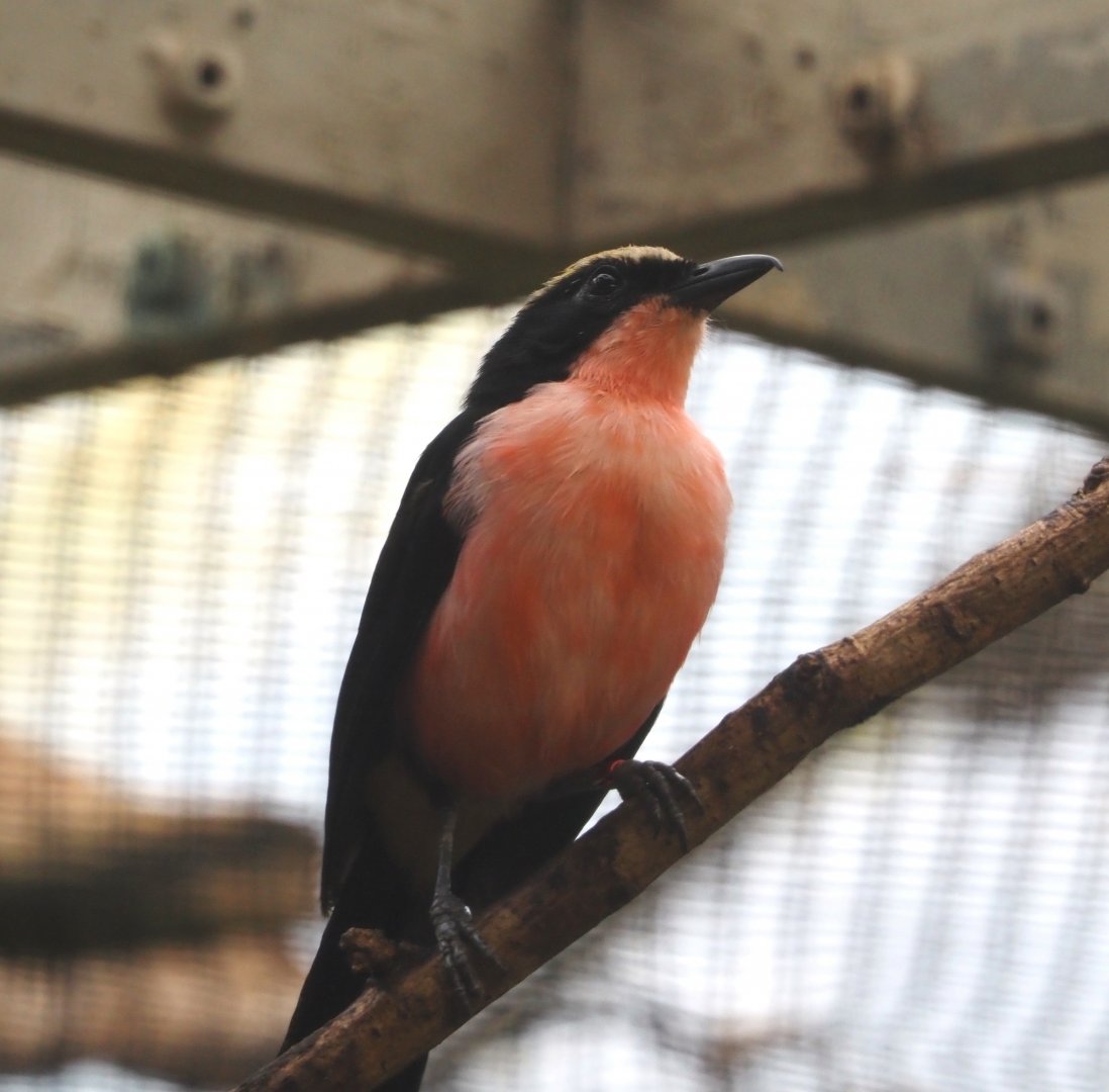 Yellow-crowned gonolek (Laniarius barbarus), 2024-05-22