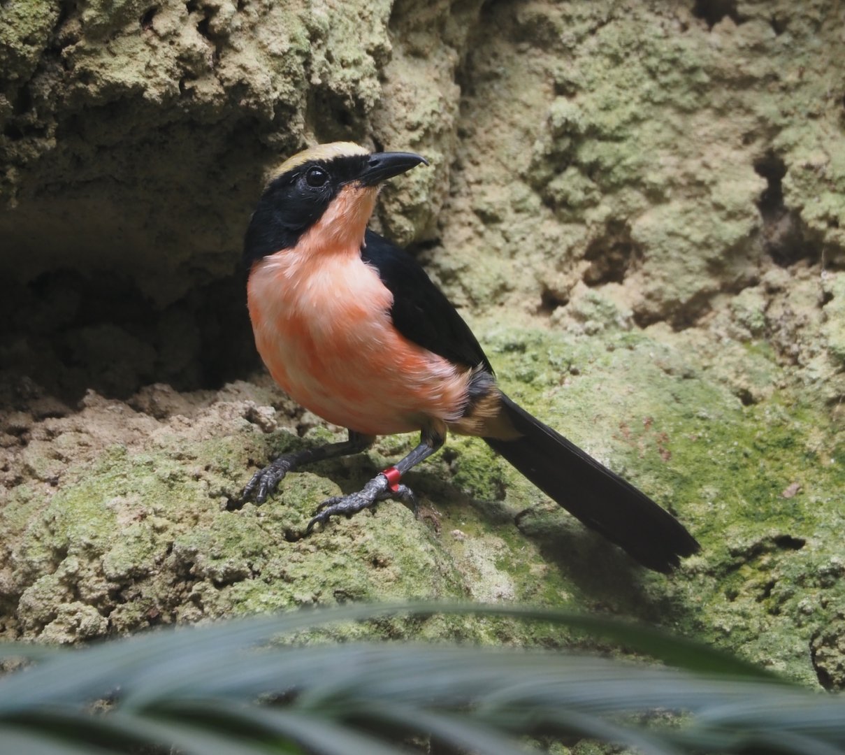 Yellow-crowned gonolek (Laniarius barbarus), 2024-05-23