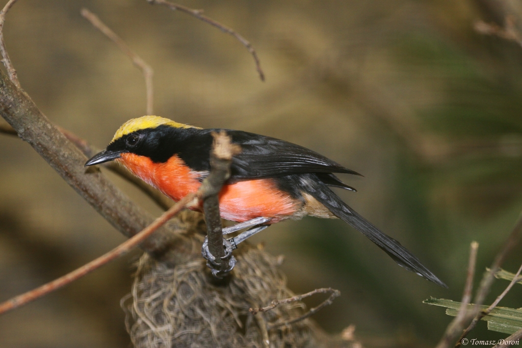 Yellow-crowned Gonolek (Laniarius barbarus)