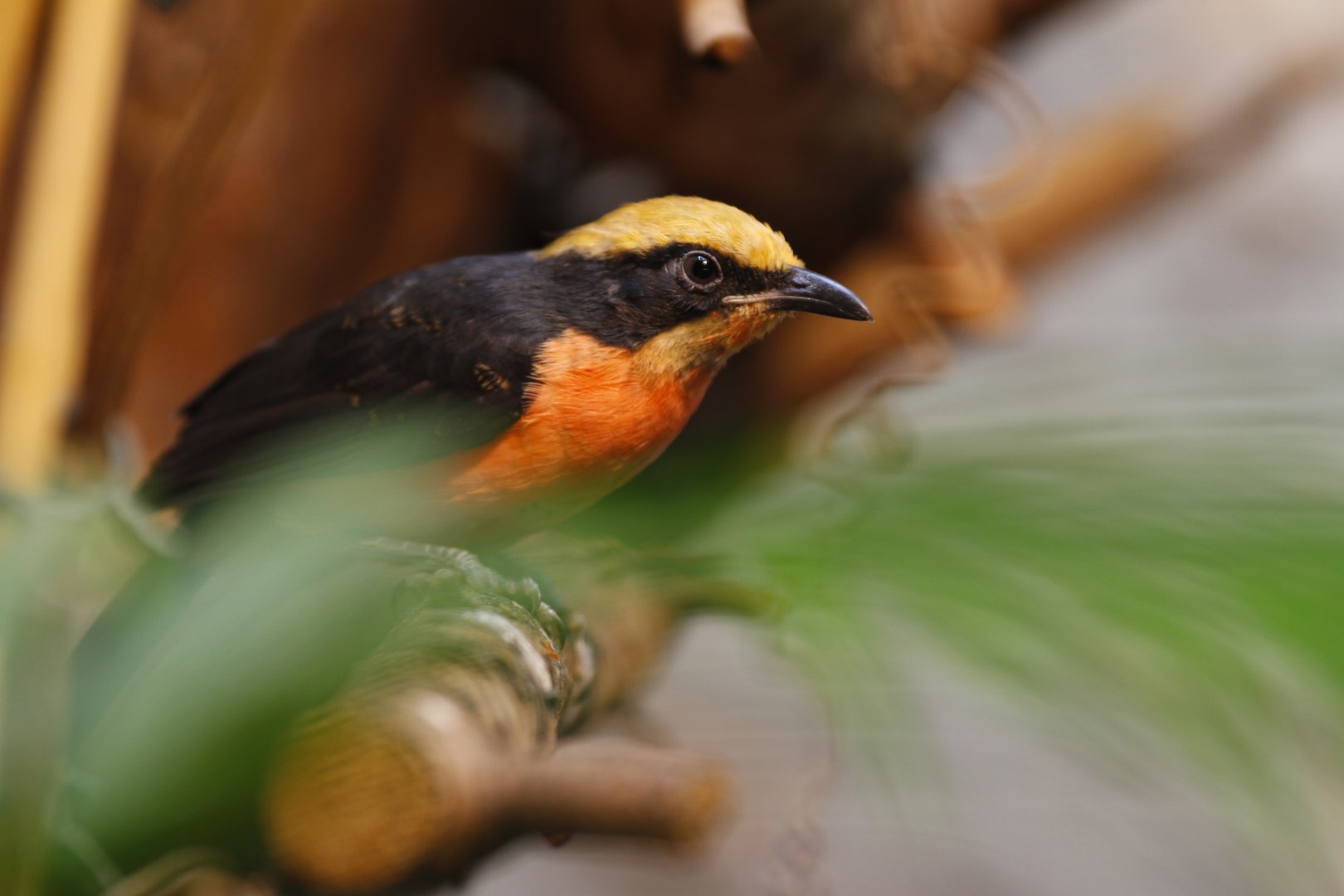 Yellow-crowned gonolek (Laniarius barbarus)