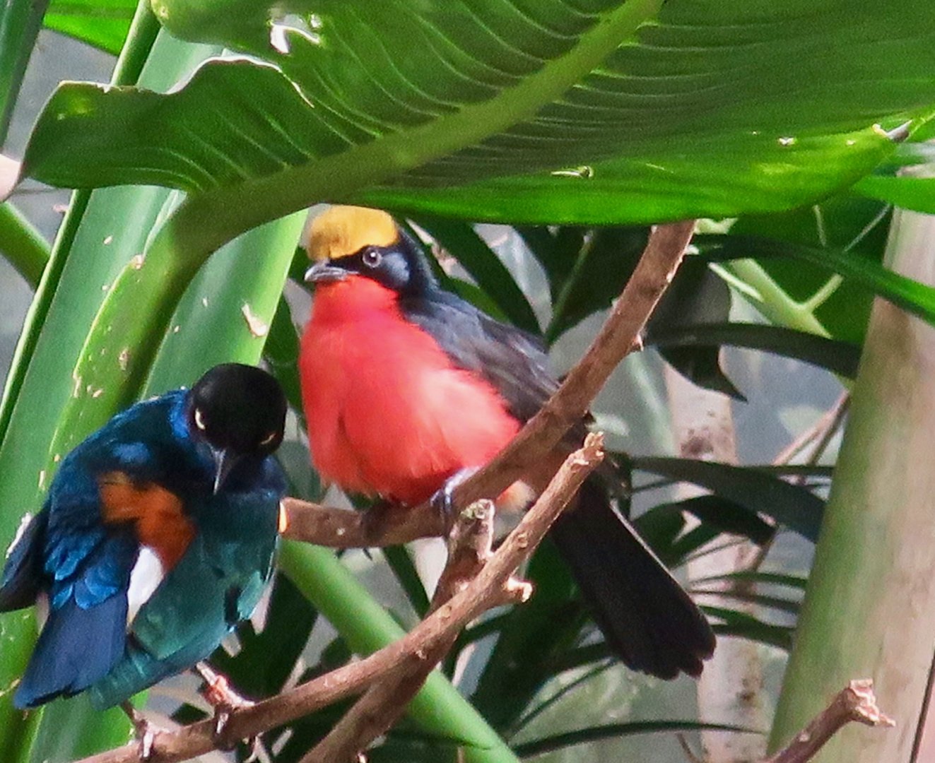 Yellow-Crowned Gonolek (Laniarius barbarus)