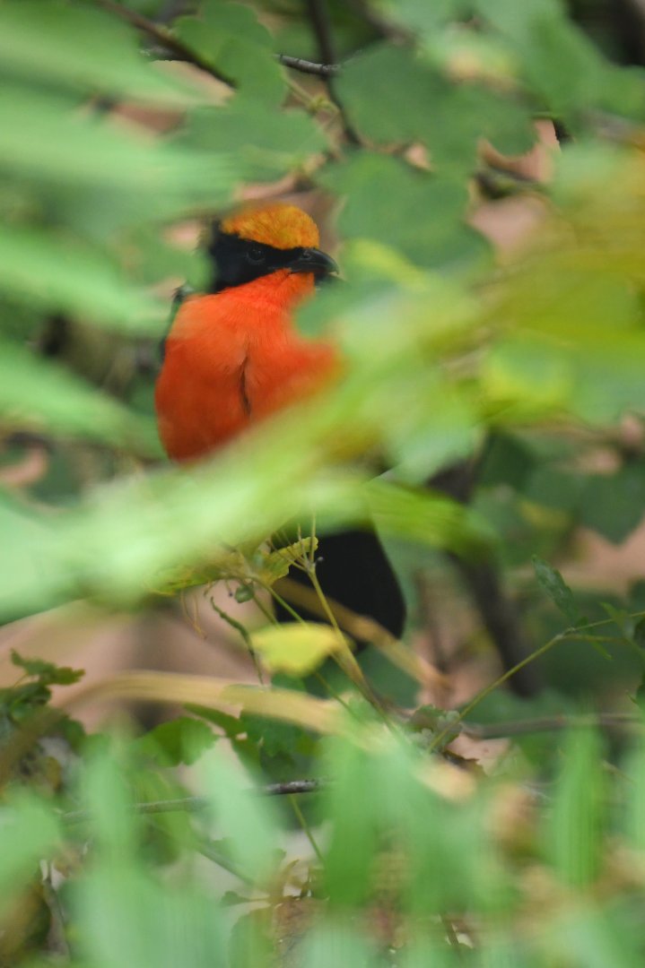 Yellow-crowned gonolek (Laniarius barbarus)