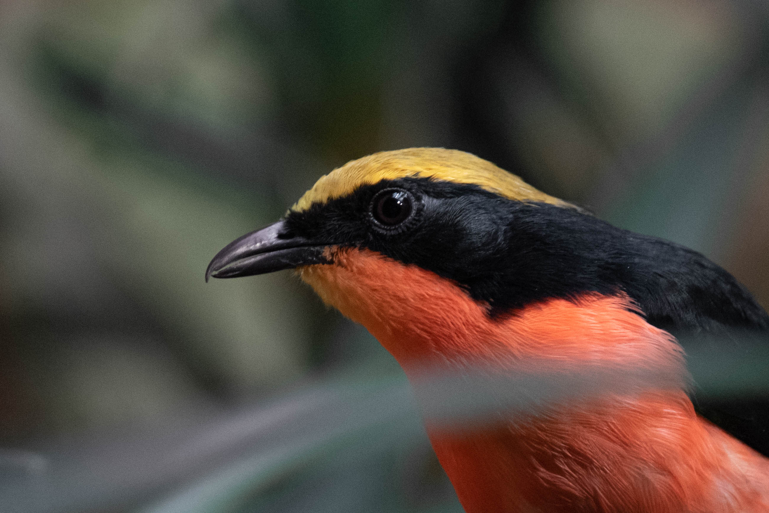 Yellow-crowned gonolek - Laniarius barbarus