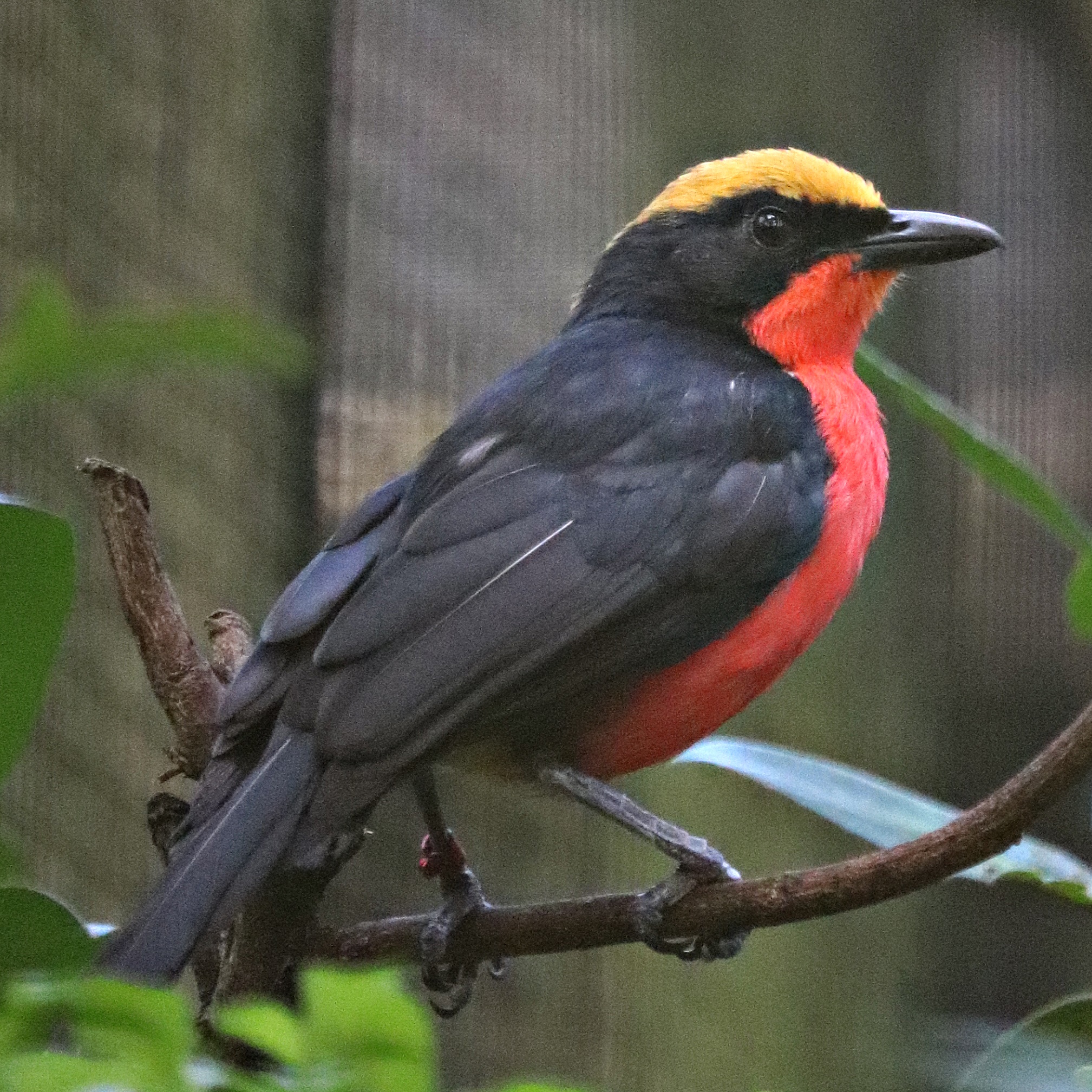 Yellow-crowned gonolek (Laniarius barbarus)