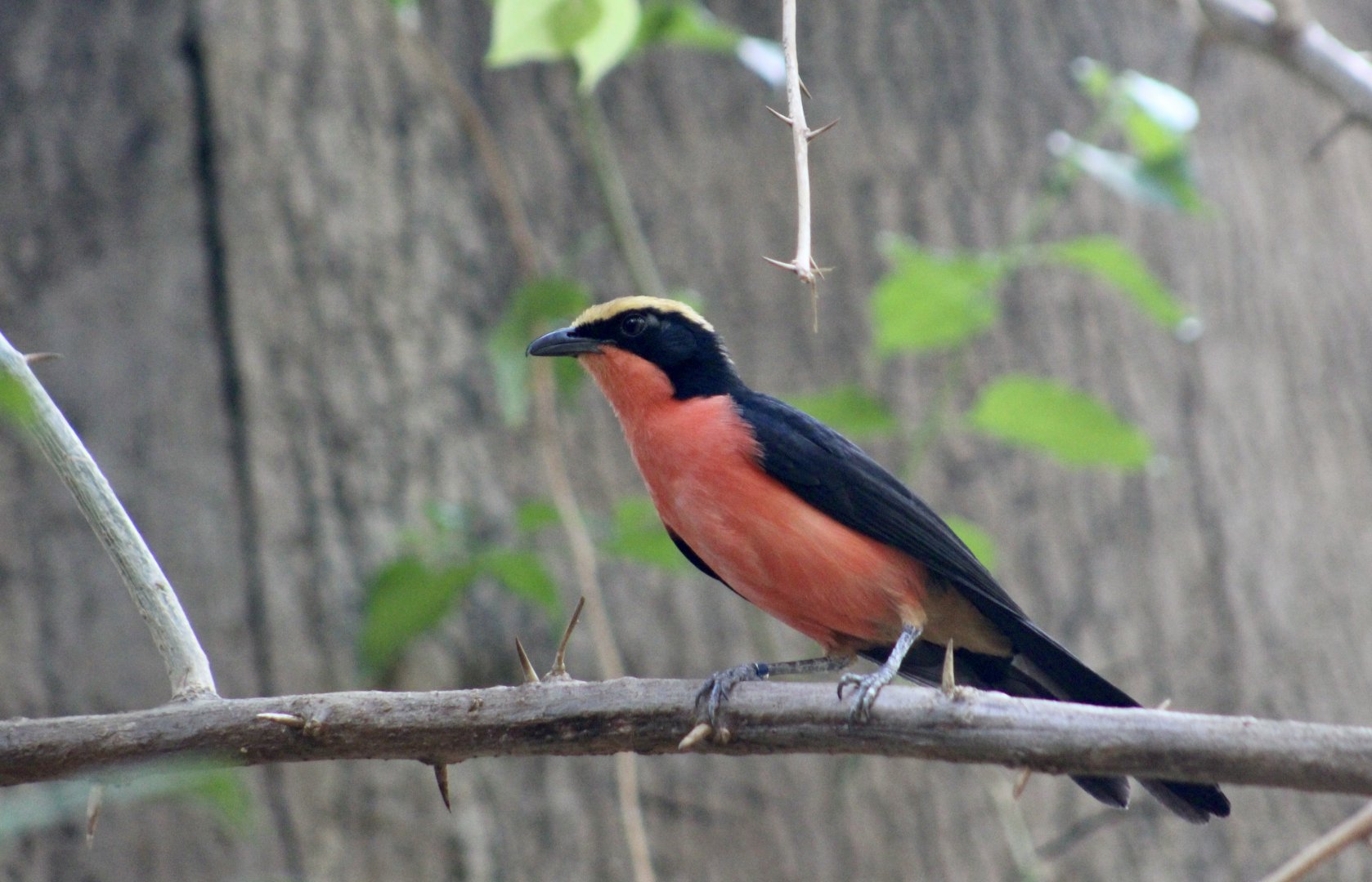 Yellow-Crowned Gonolek (Laniarius barbarus)