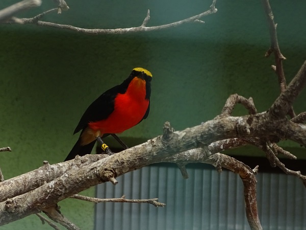 Yellow-crowned gonolek (Laniarius barbarus)