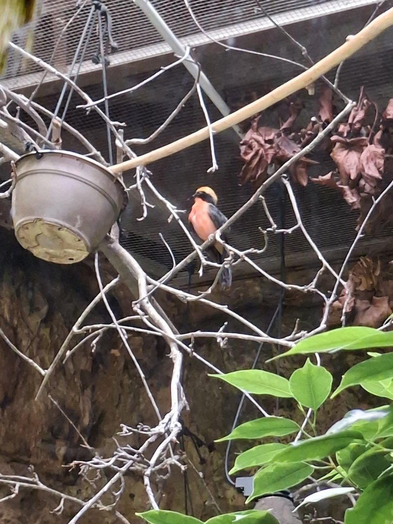 Yellow-crowned gonolek (Laniarius barbarus)