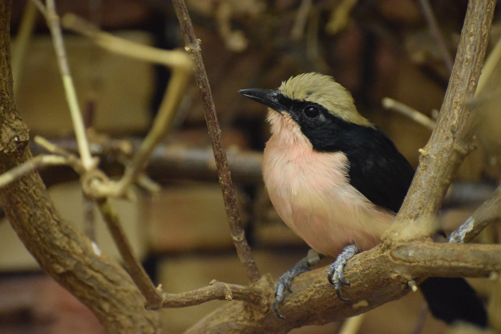 Yellow-crowned gonolek - October 2023