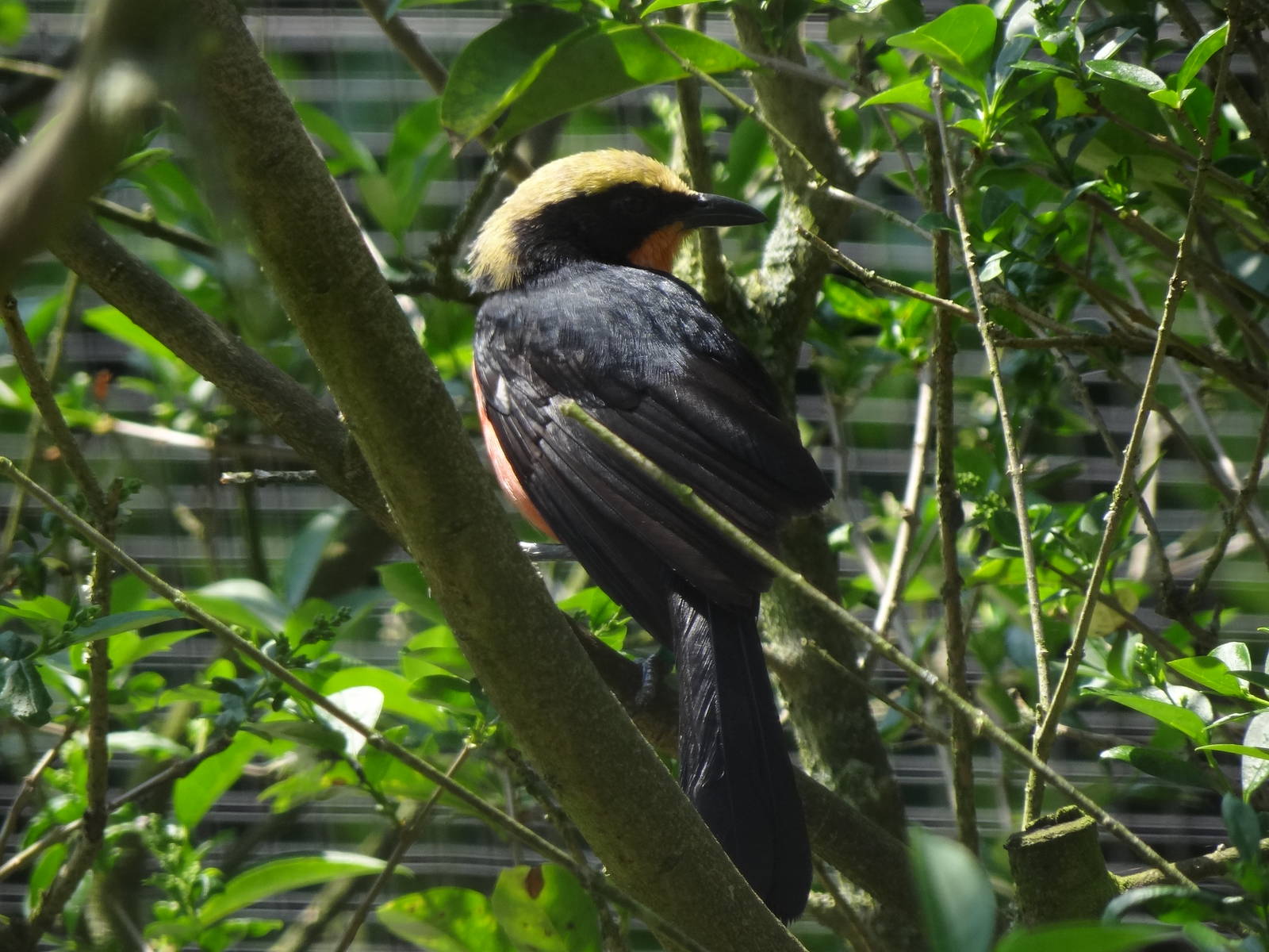 Yellow-crowned gonolek