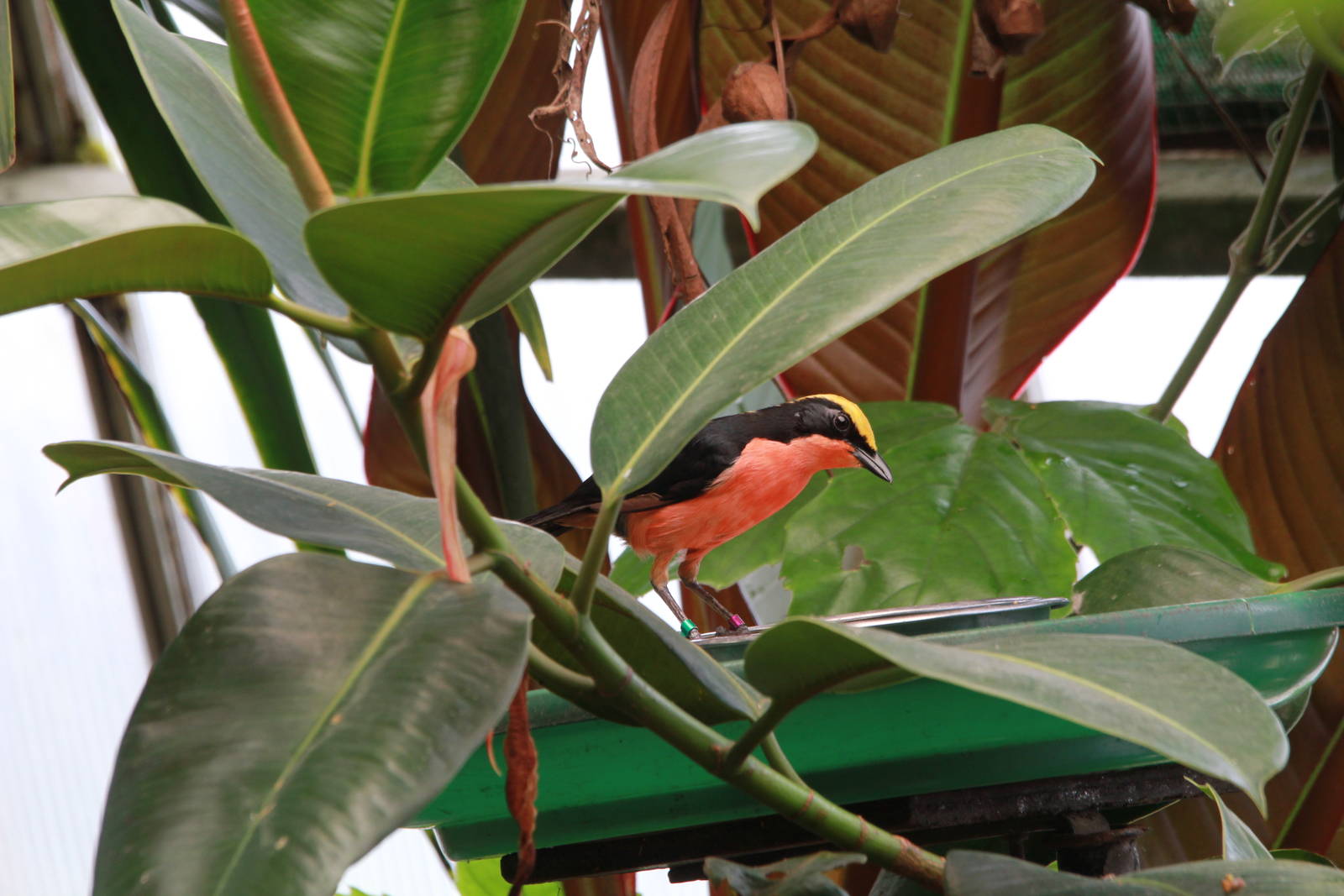 Yellow-crowned Gonolek