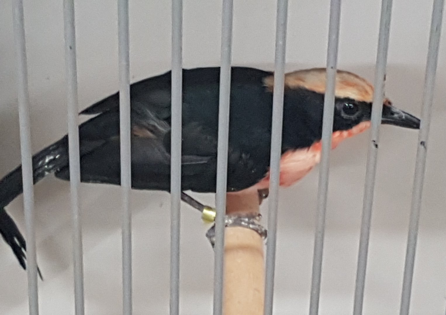 Yellow-crowned gonolek