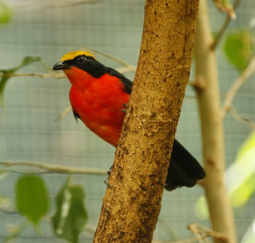Yellow-crowned gonolek