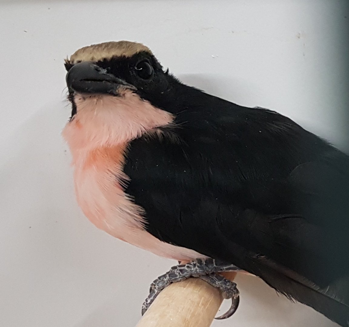 Yellow-crowned gonolek