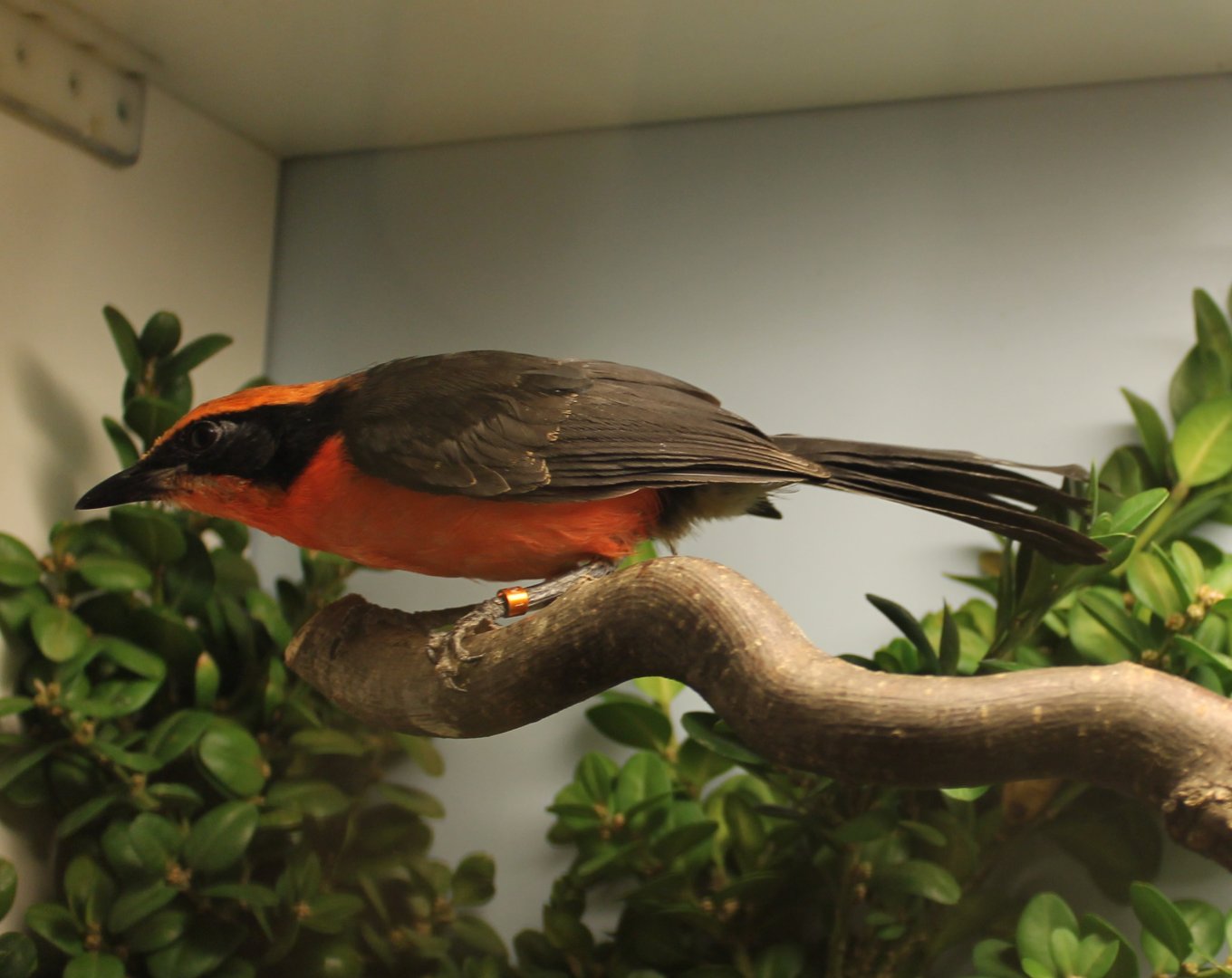 Yellow-crowned gonolek