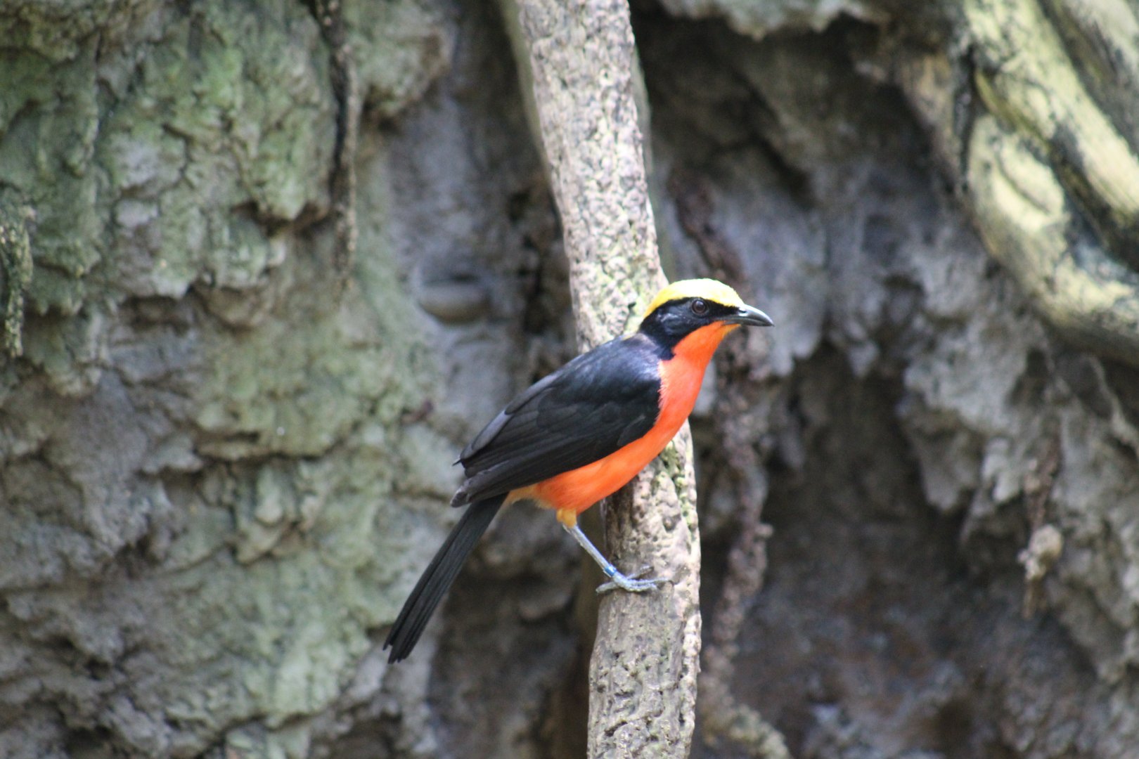 Yellow-Crowned Gonolek