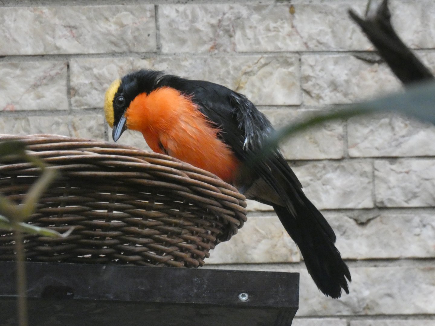 Yellow-crowned Gonolek