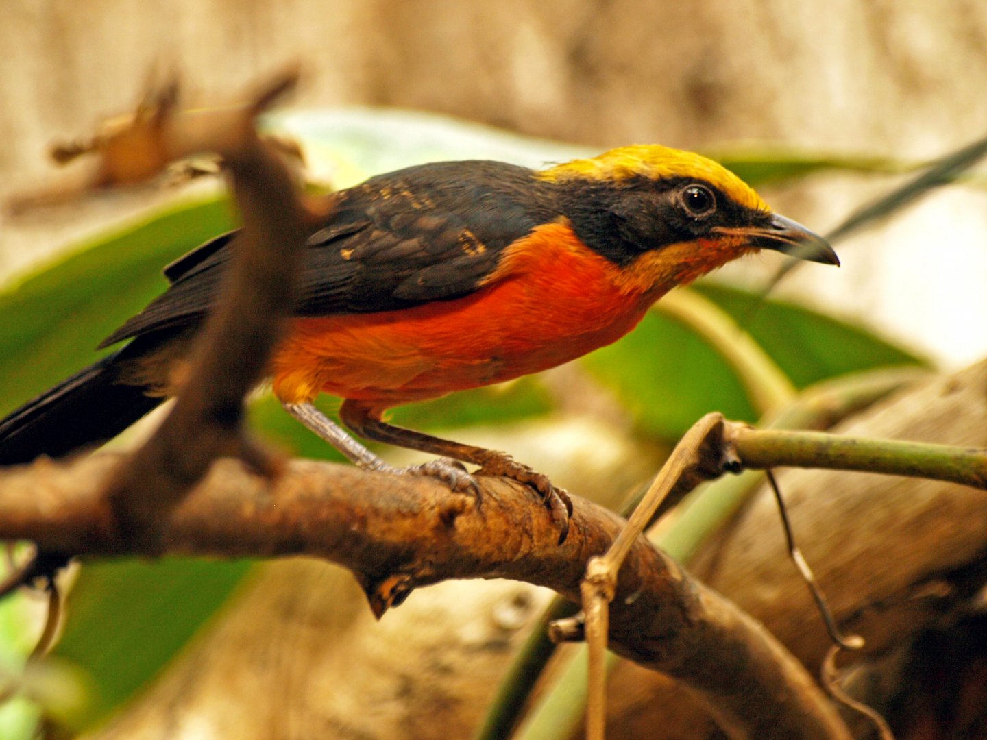 Yellow-crowned gonolek