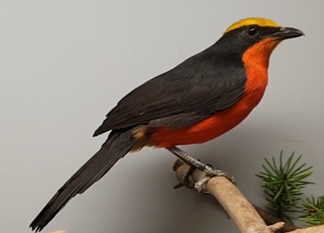 Yellow-crowned gonolek