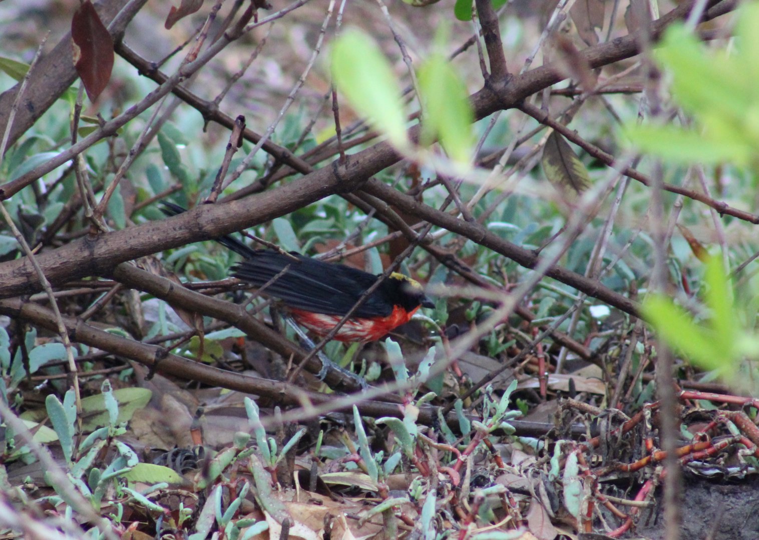 Yellow-crowned gonolek