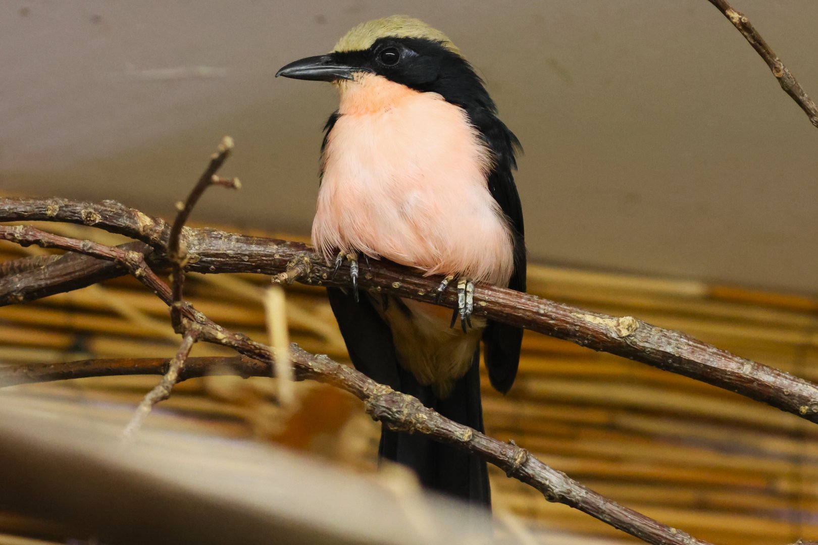 Yellow-crowned gonolek