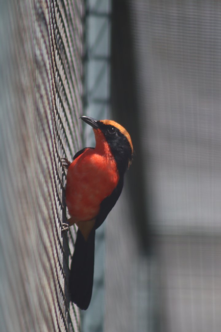 Yellow-crowned Gonolek