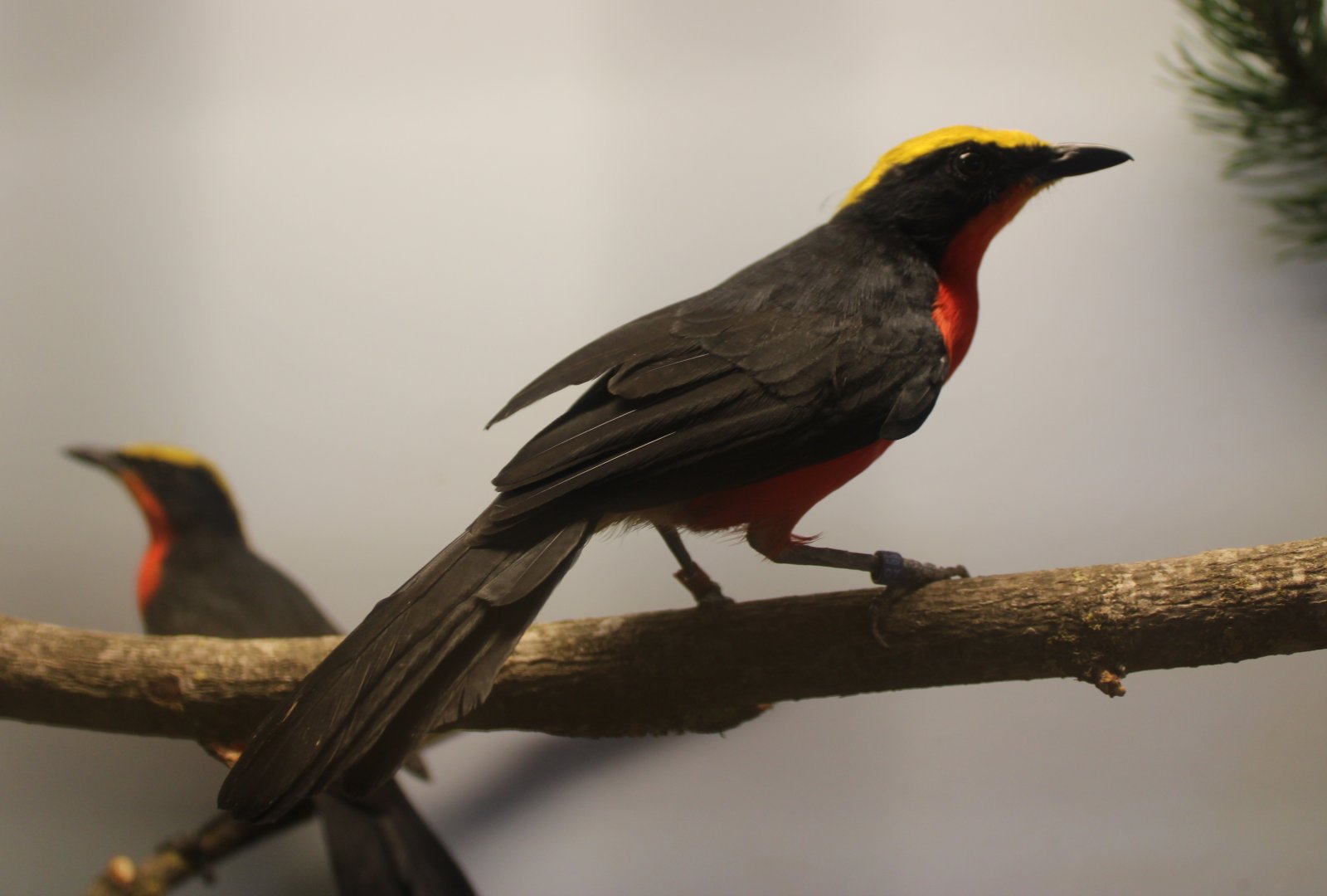 Yellow-crowned gonoleks