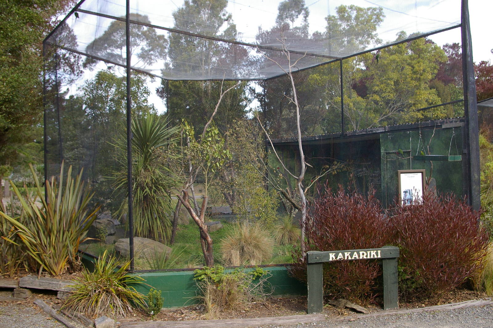 yellow-crowned kakariki aviary
