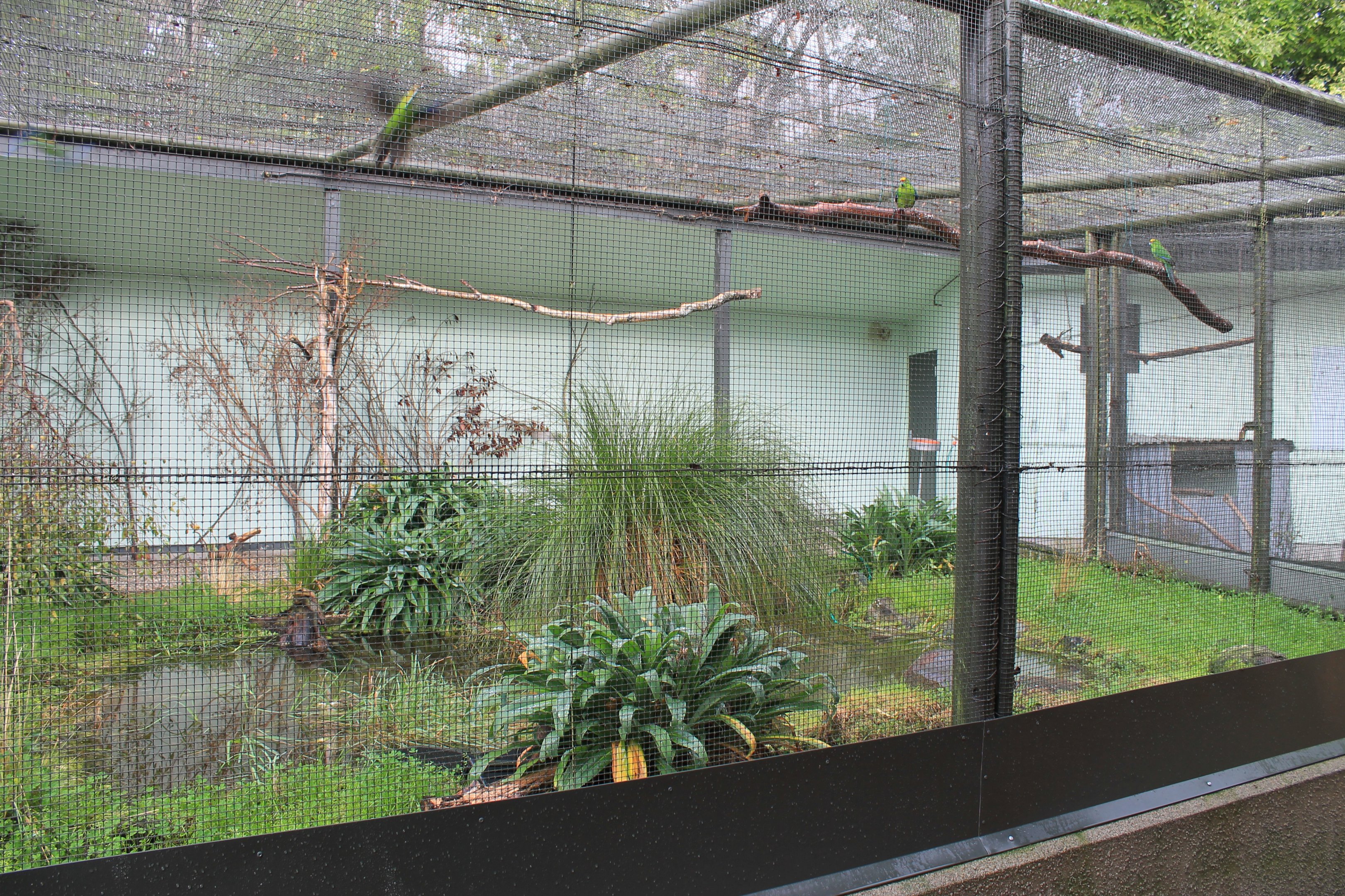 Yellow-crowned Kakariki aviary