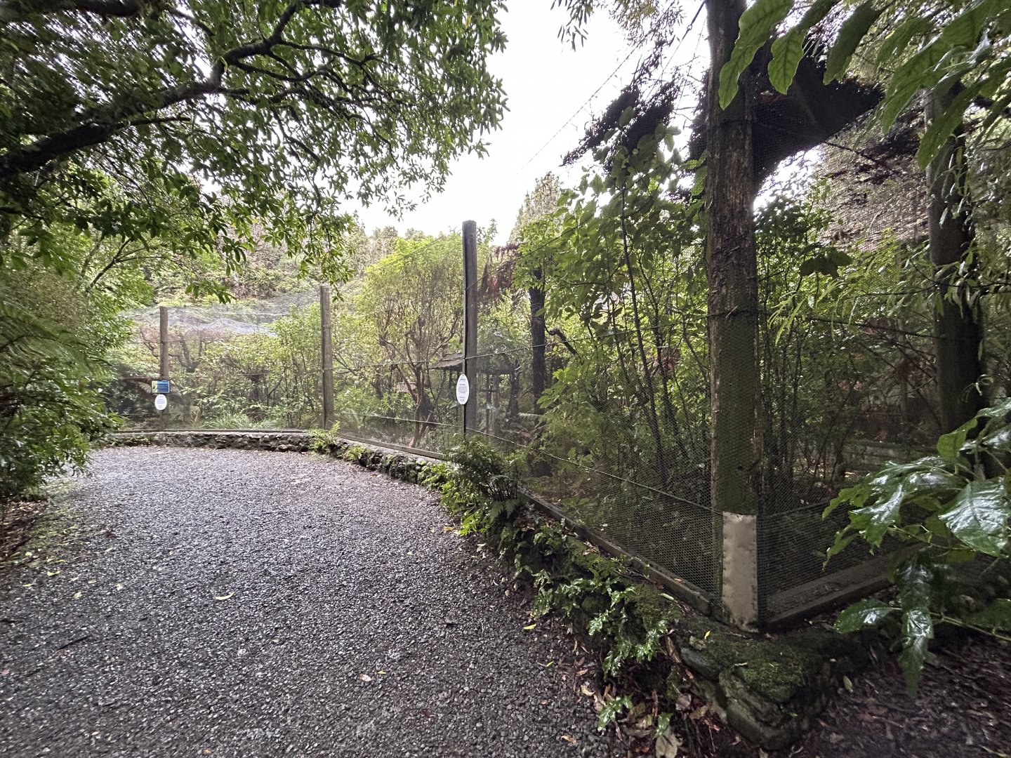 Yellow-crowned Kakariki Aviary