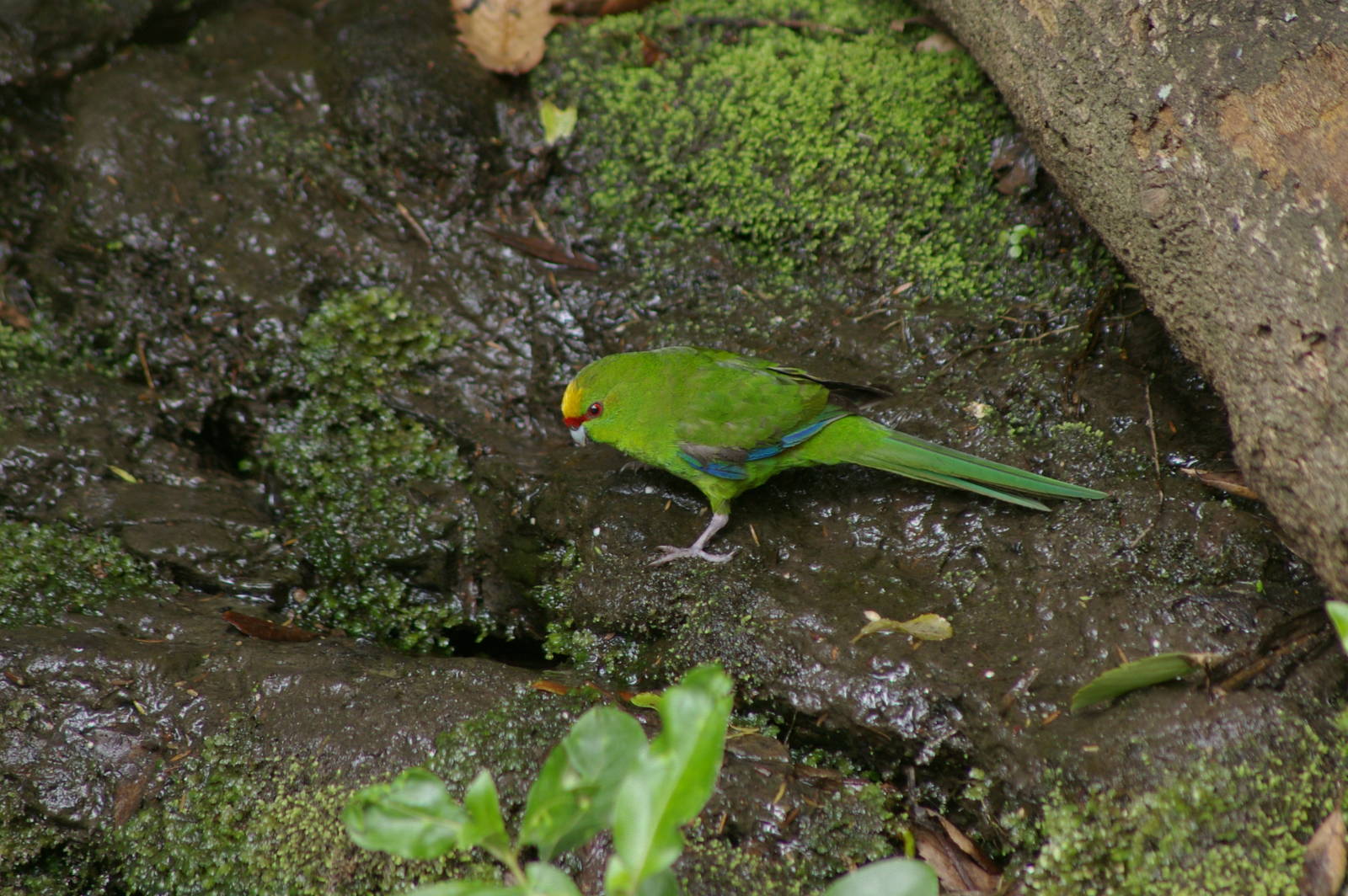 Yellow-crowned kakariki (Cyanoramphus auriceps)