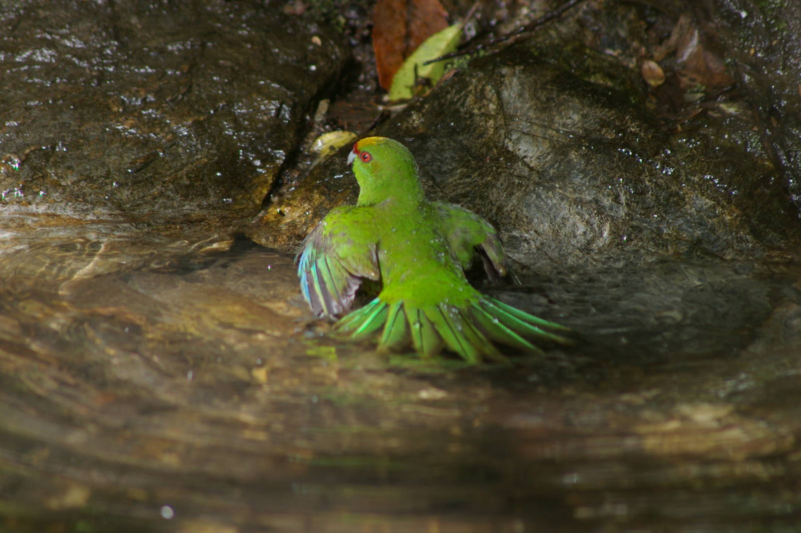 Yellow-crowned kakariki (Cyanoramphus auriceps)