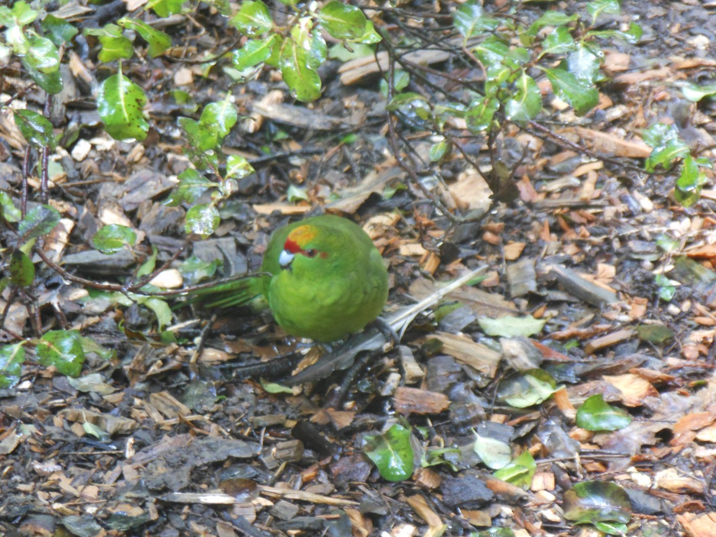 Yellow-crowned Kakariki (Cyanoramphus auriceps)