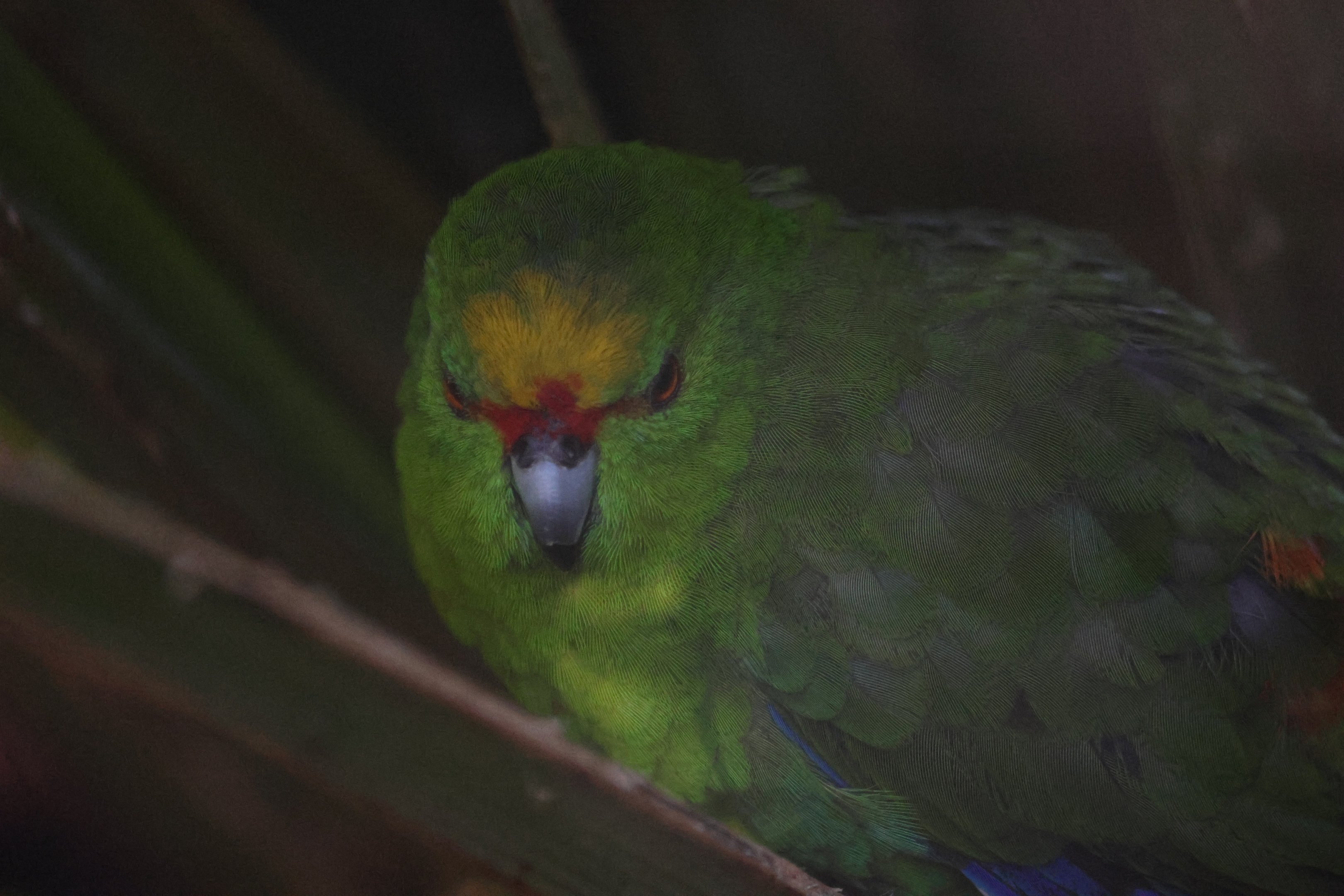 Yellow-crowned Kākāriki (Cyanoramphus auriceps)