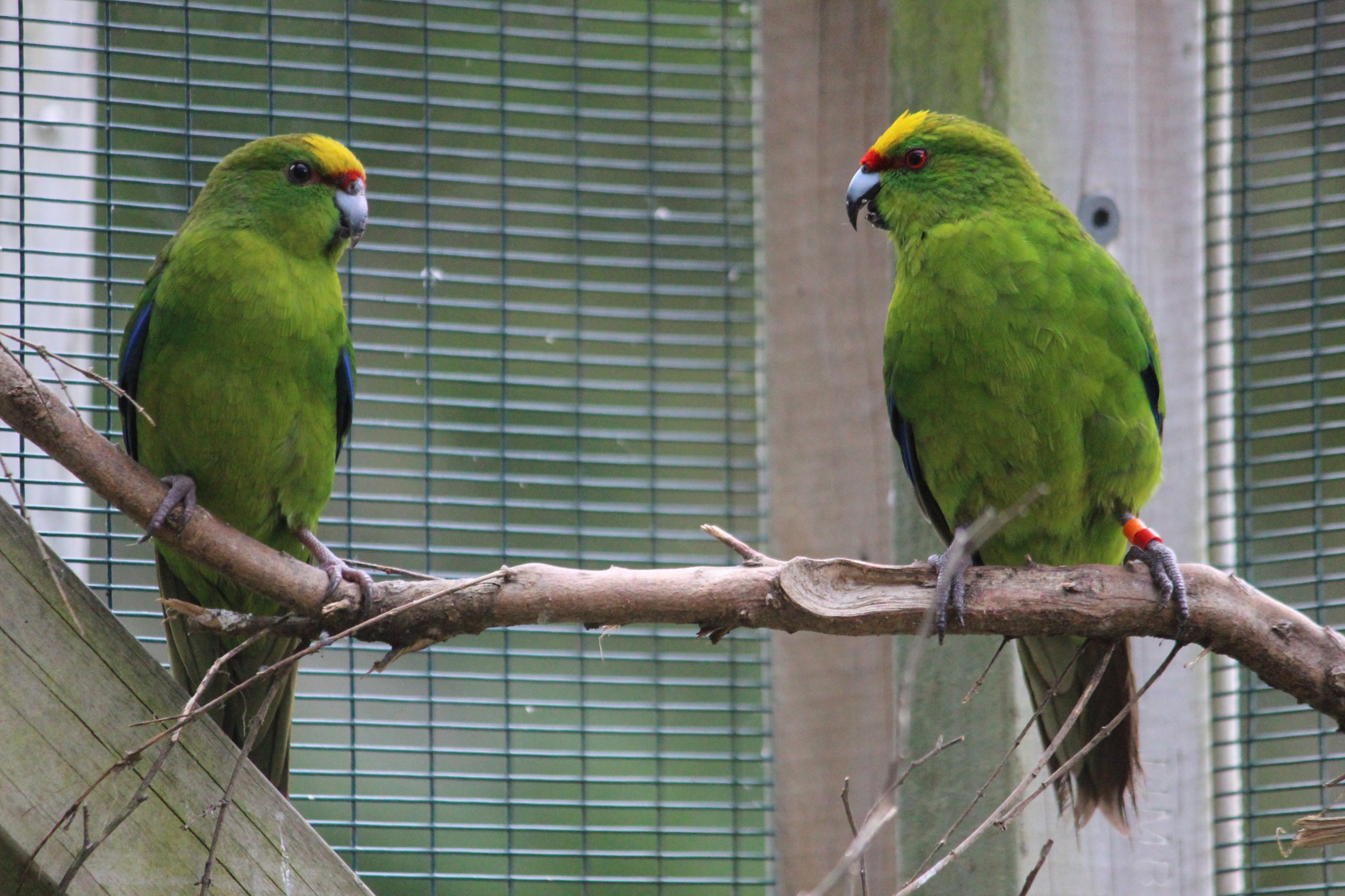 Yellow-crowned Kakariki juvenile (left) and adult (right), Koru Native Wildlife Centre