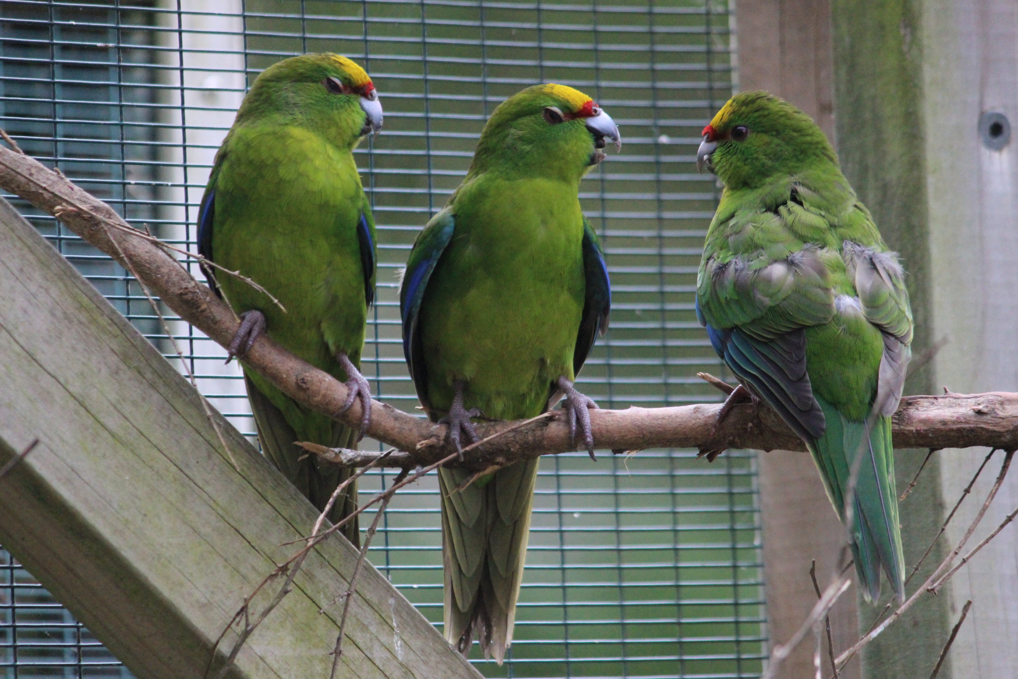 Yellow-crowned Kakariki juveniles, Koru Native Wildlife Centre
