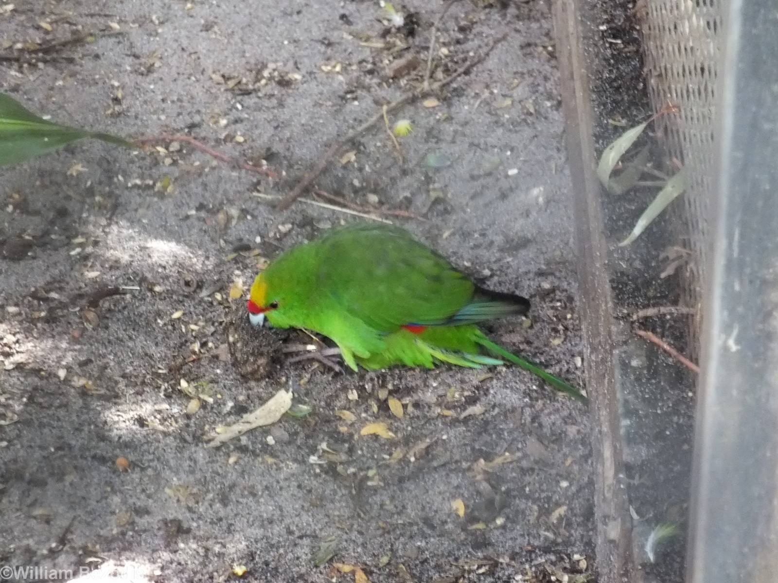 Yellow-crowned Kakiriki