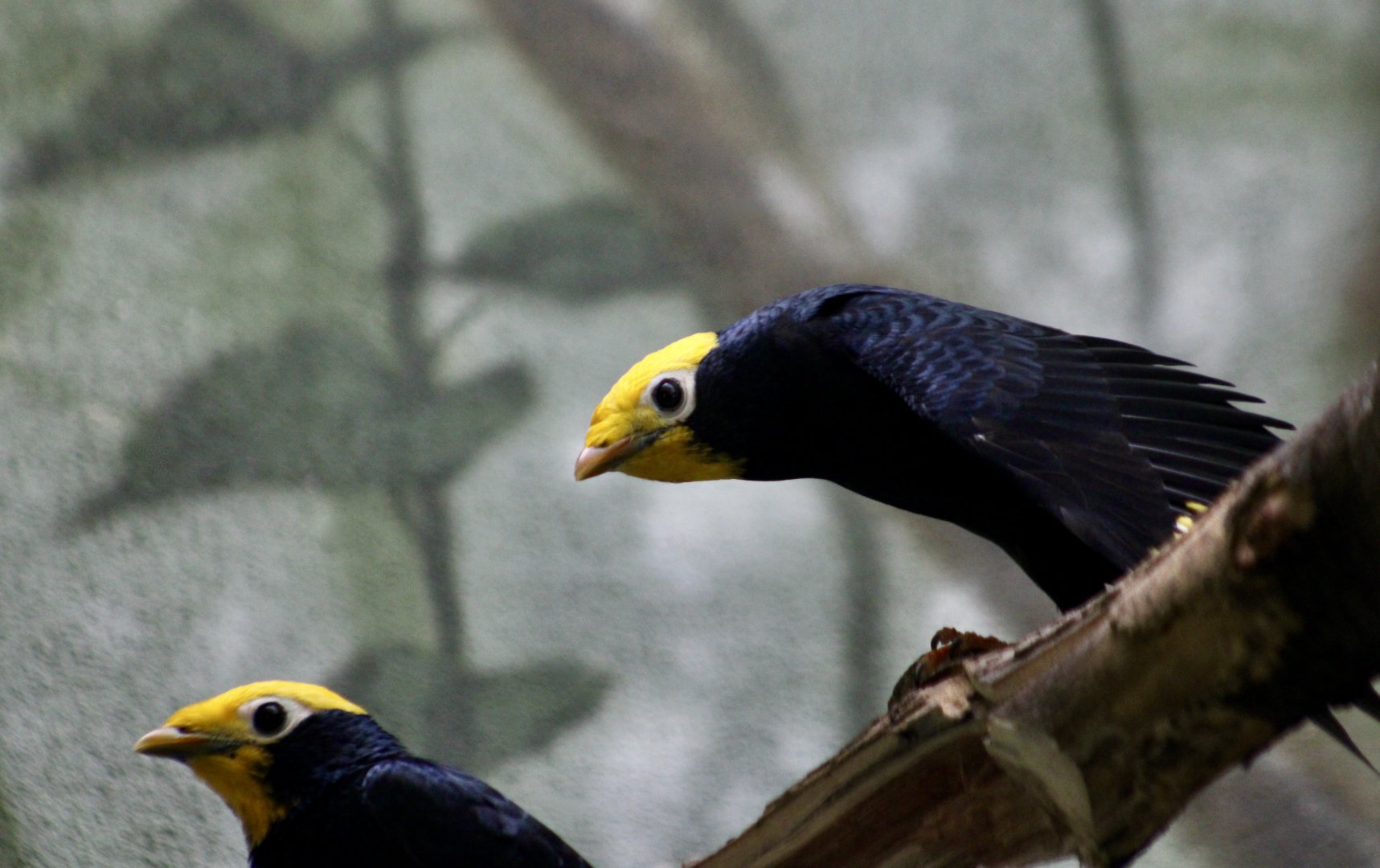 Yellow-Crowned Myna (Ampeliceps coronatus)