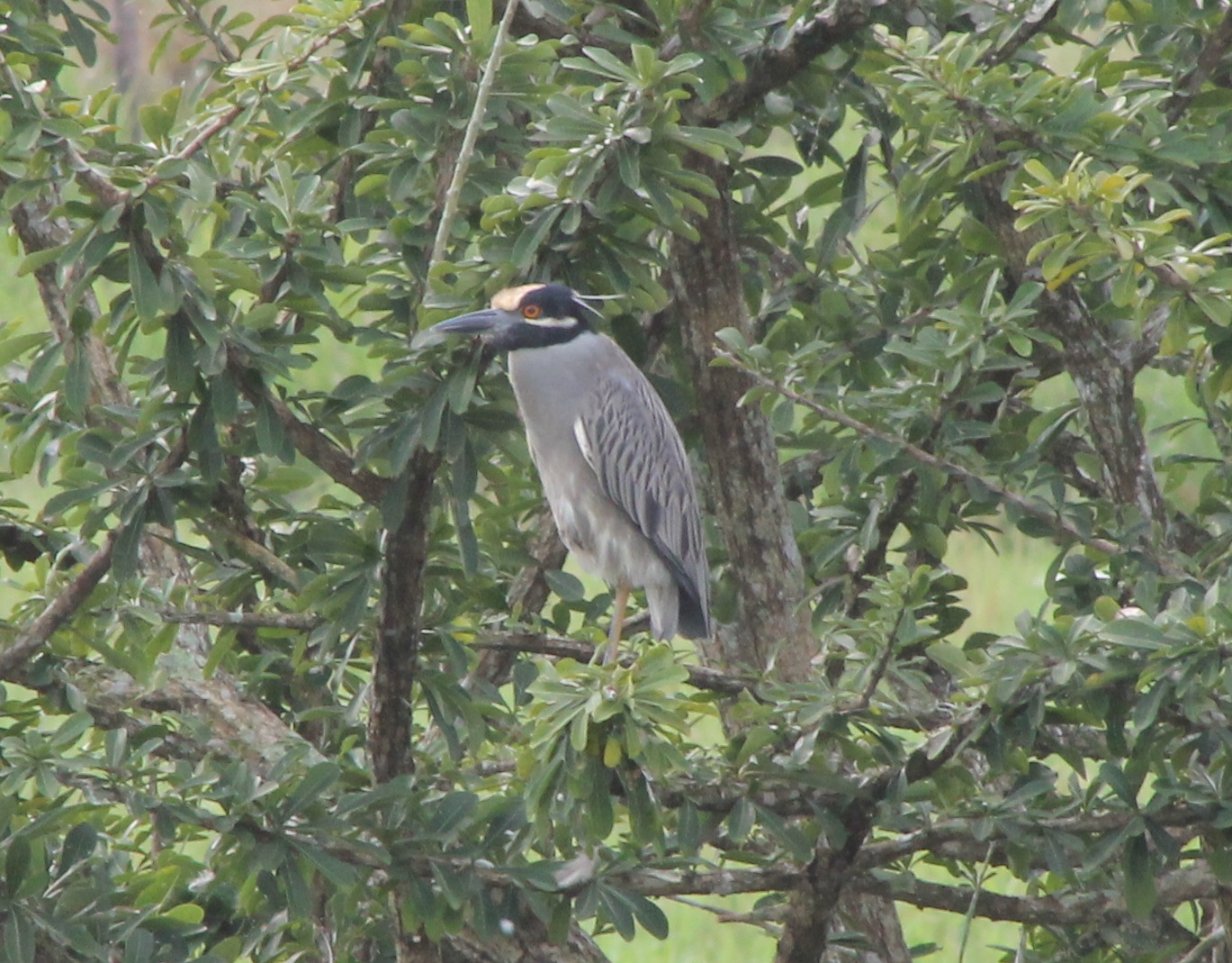 Yellow-crowned night heron adult