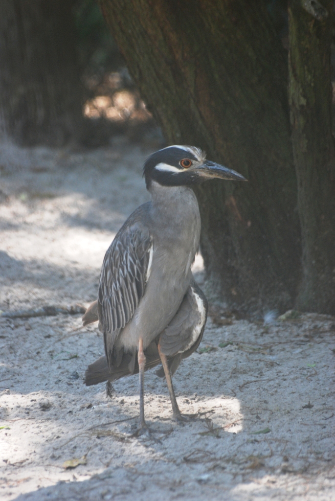 Yellow-crowned Night Heron at Busch Wildlife Sanctuary, 14/10/13