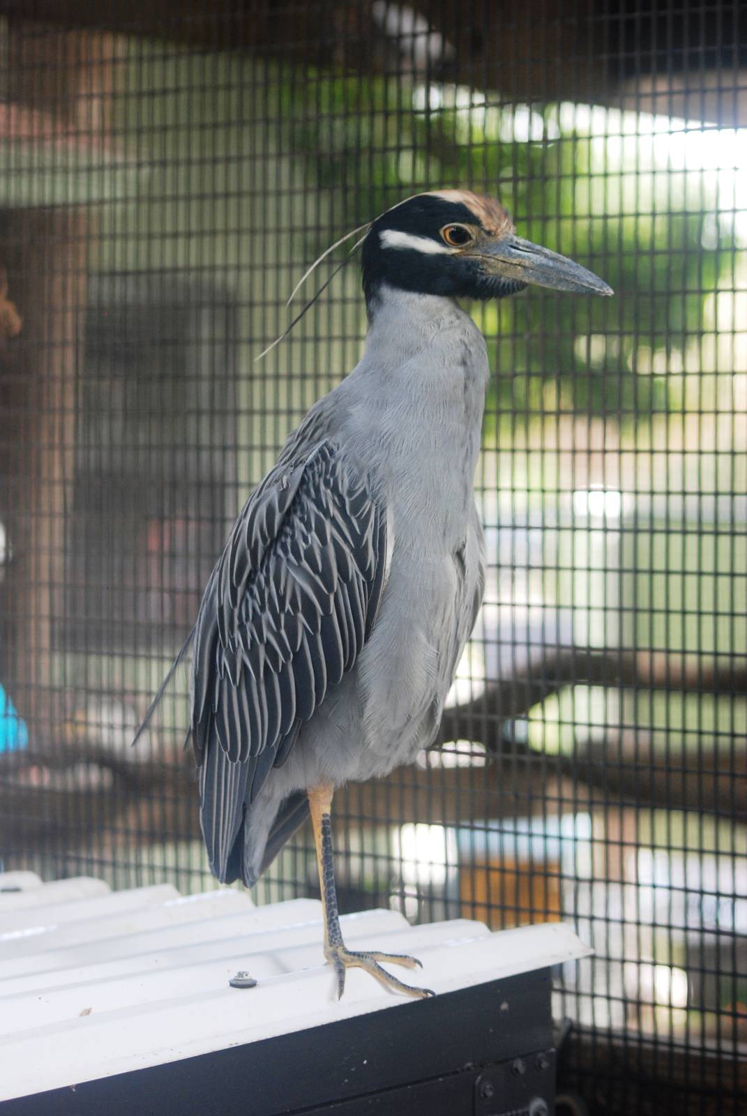 Yellow-crowned Night Heron at Peace River Wildlife Centre, 09/10/13