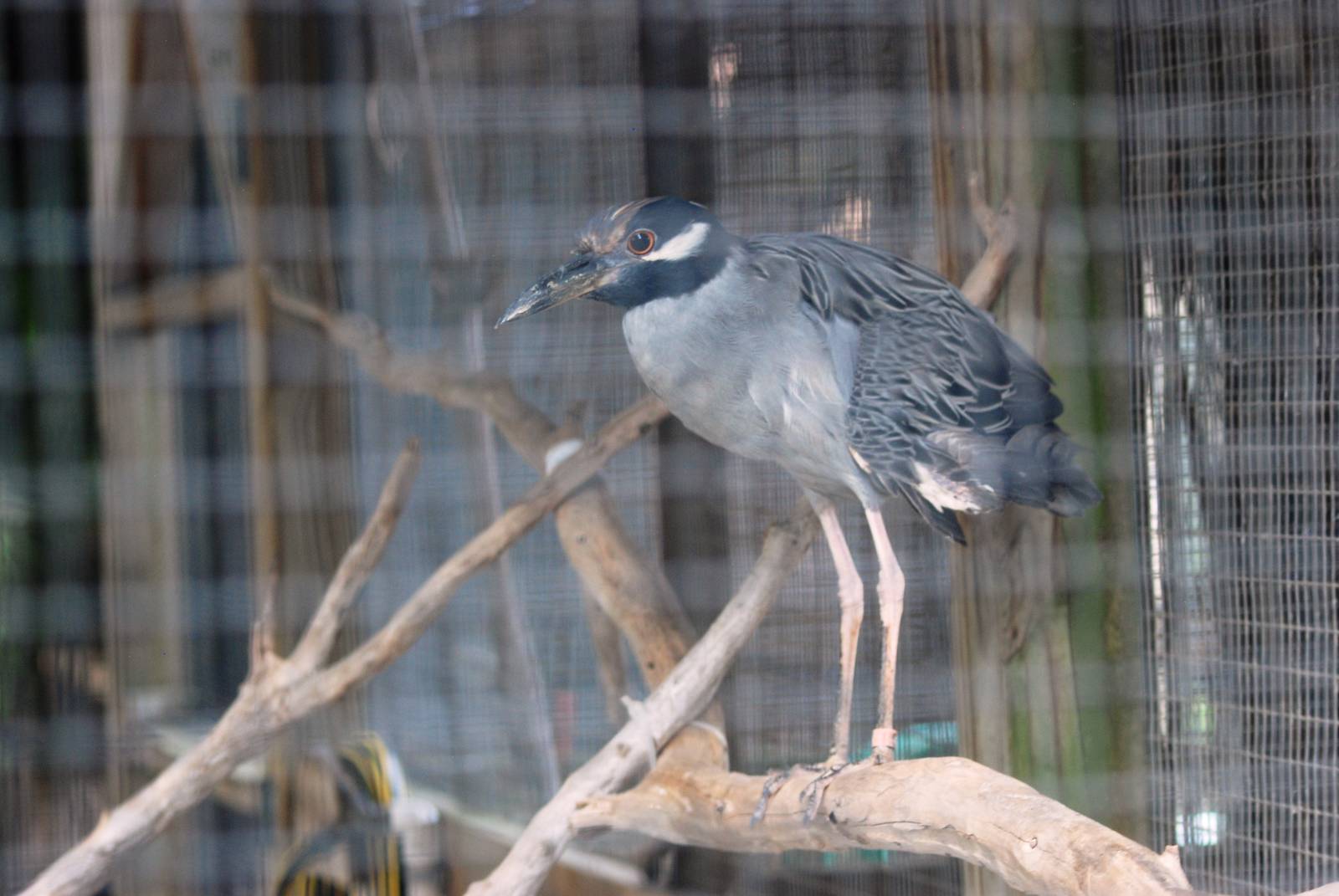 Yellow-crowned Night Heron at Save our Seabirds, 07/10/13