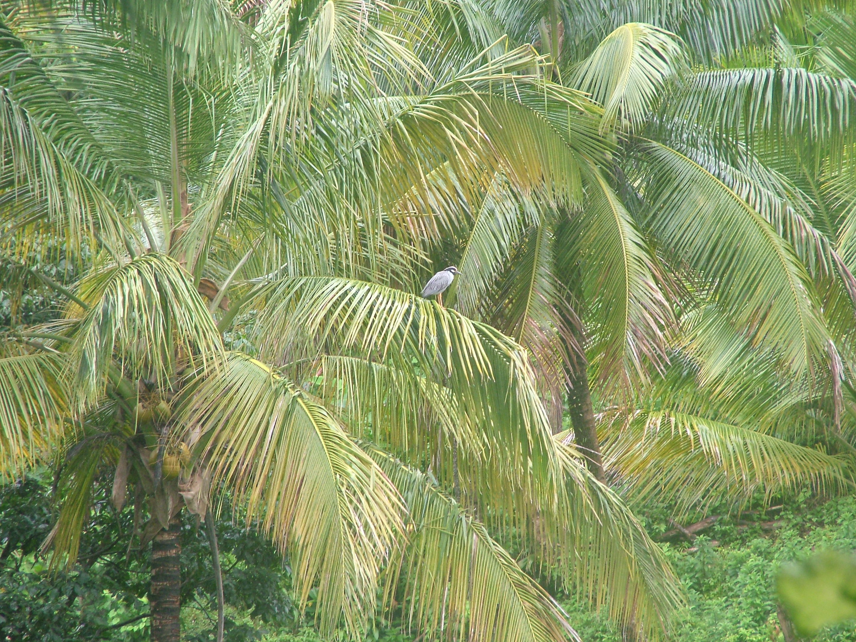 Yellow-crowned Night Heron, Dominica, 2007