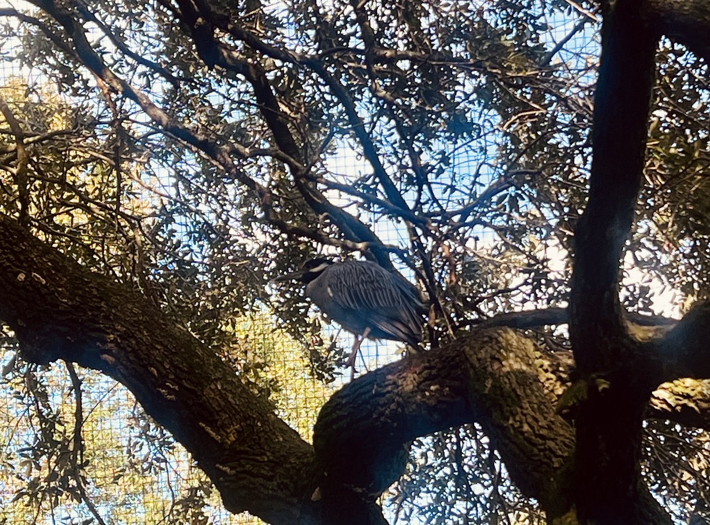 Yellow-Crowned Night Heron in a Live Oak Tree