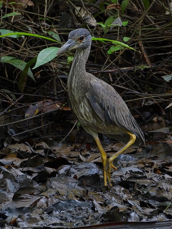 Yellow-crowned night heron, Juvenile