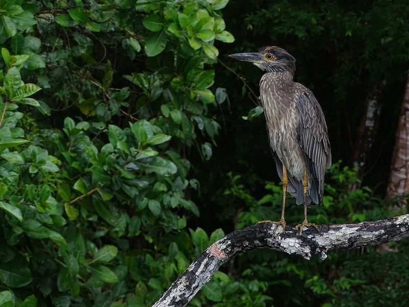 Yellow-crowned night heron juvenile