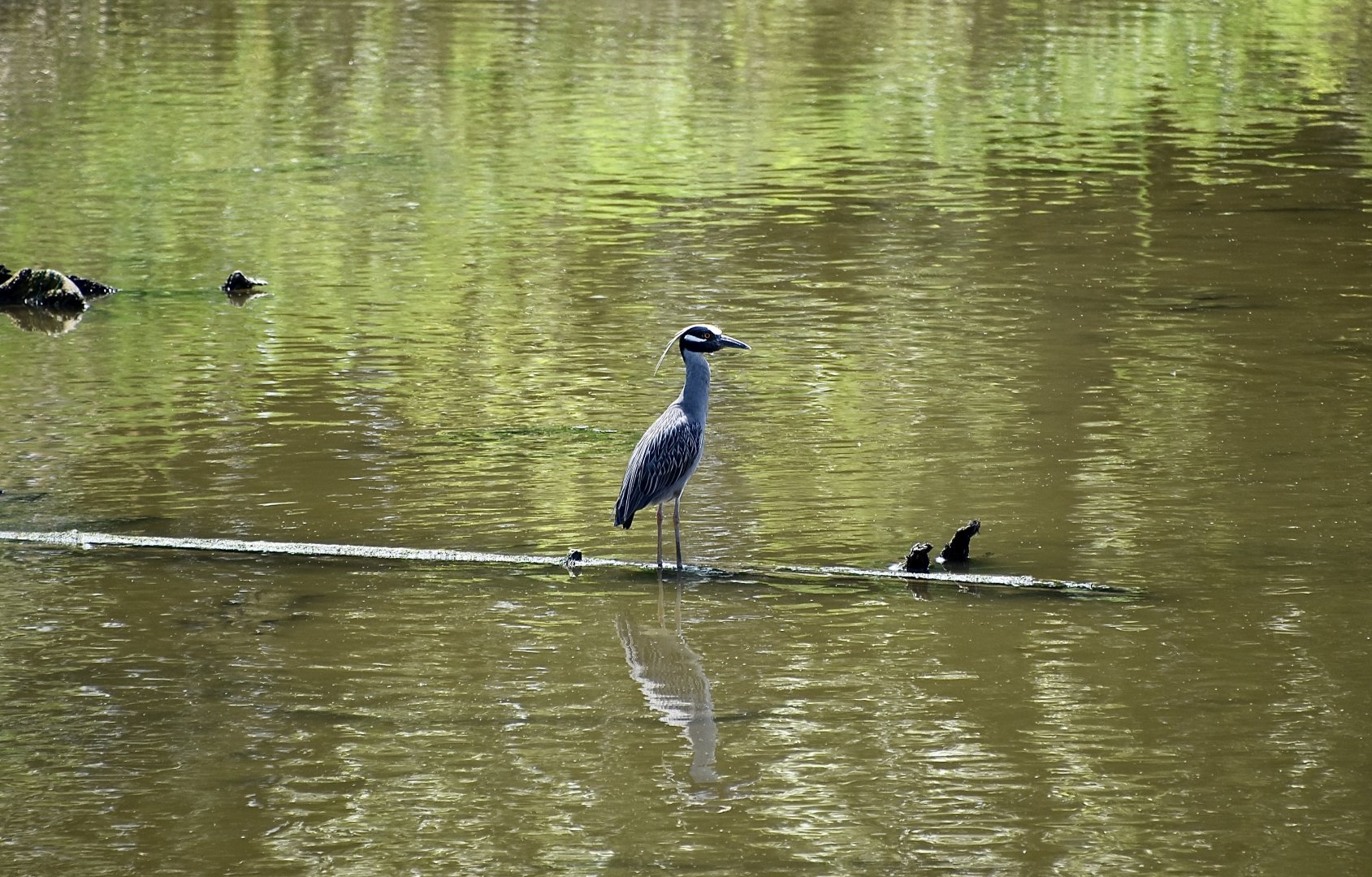 Yellow-Crowned Night Heron (Nyctanassa violacea violacea)