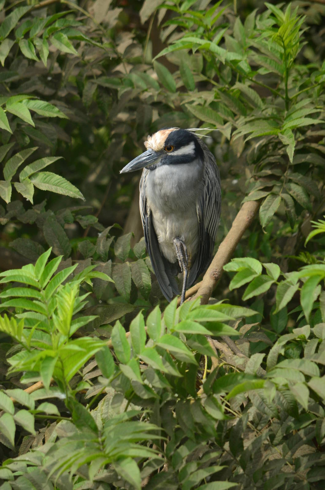 Yellow crowned night heron (Nyctanassa violacea)