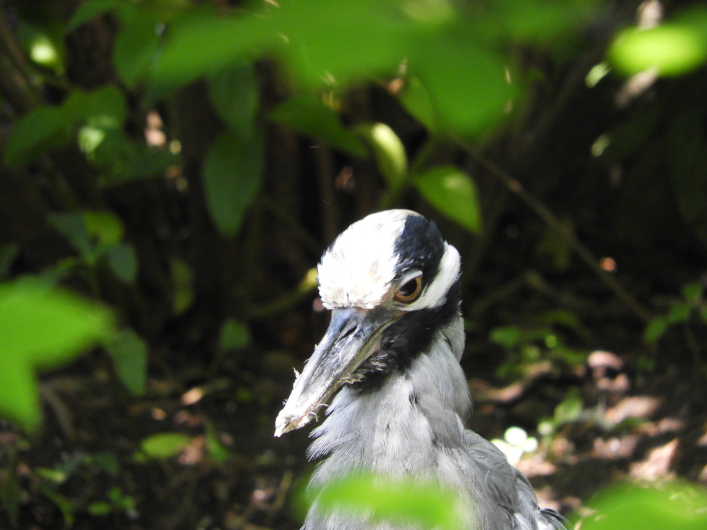 Yellow-Crowned Night Heron (Nyctanassa violacea)