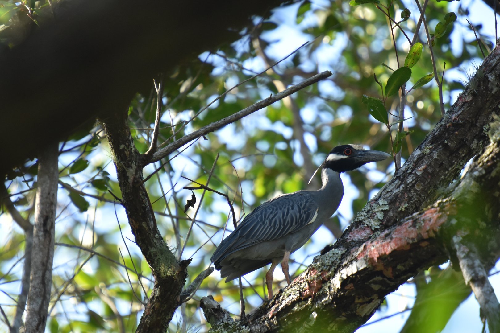 Yellow-crowned Night Heron (Nyctanassa violacea)