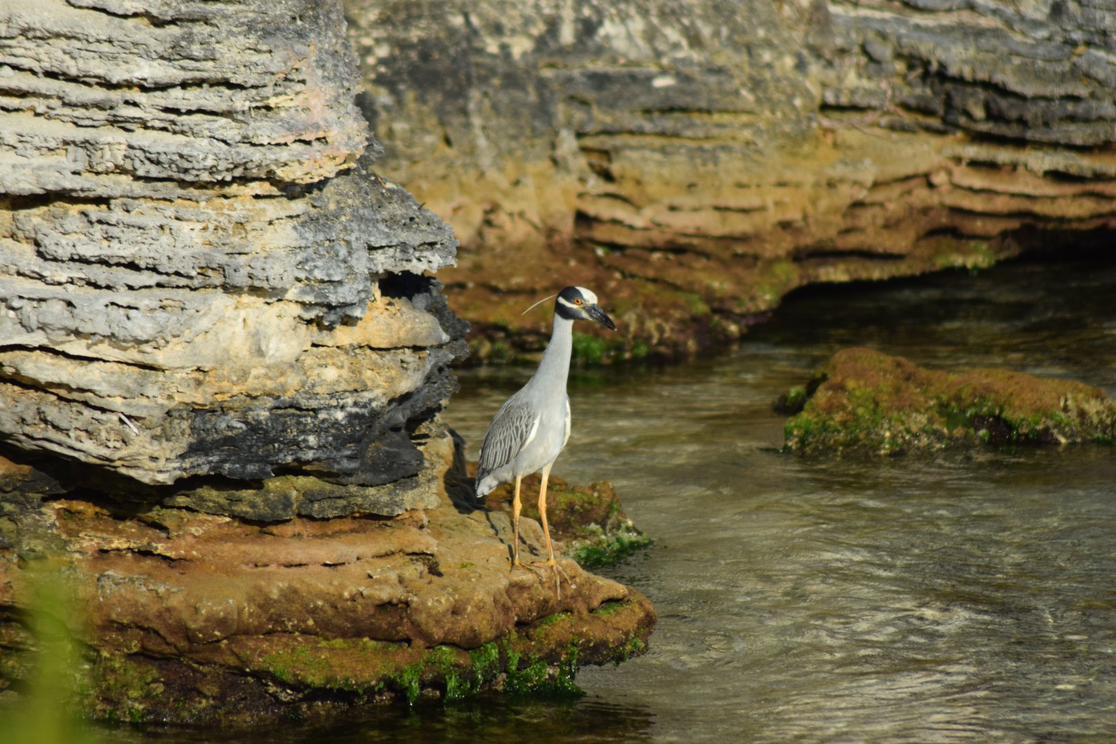 Yellow-crowned Night Heron (Nyctanassa violacea)